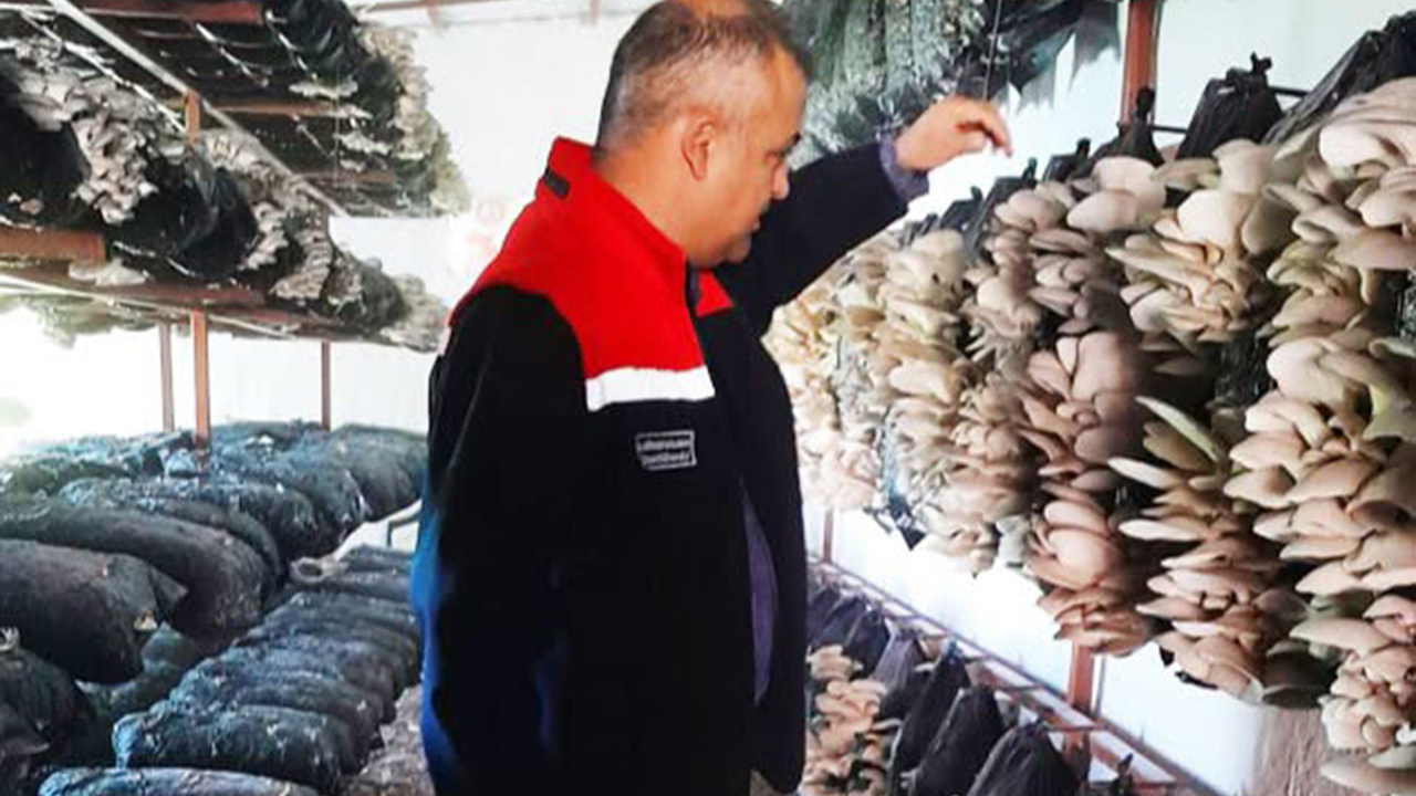 Malatya'da mantar üretim tesisleri denetlendi