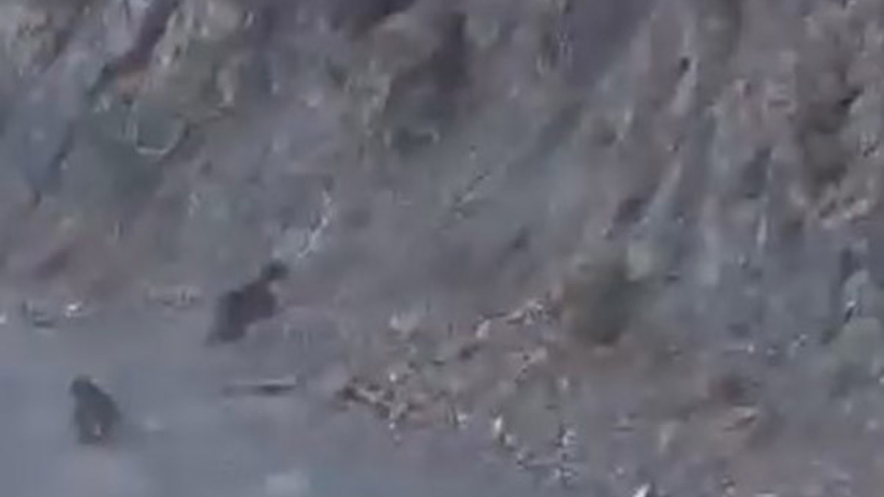 Bolu’da anne ayı ve yavrusu korkuyla dağa tırmandı, o anlar kamerada
