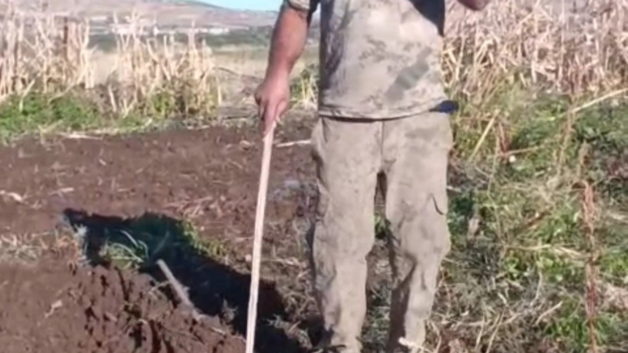 Çiftçiden bahçesini talan eden domuza tebessüm ettiren tepki: "Benden uzak durmadığın müddetçe kalemini kıracağım"
