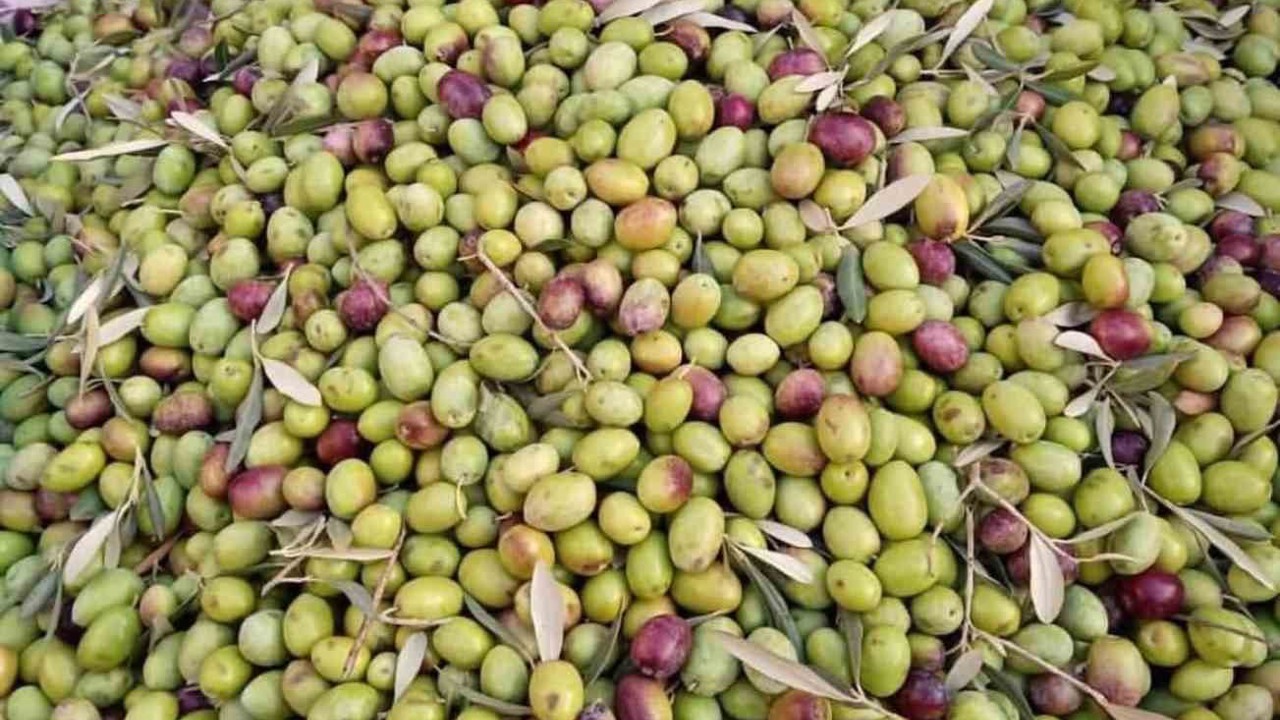 Köşk İlçe Tarım, Aydın Memecik Zeytini’ne dikkat çekti
