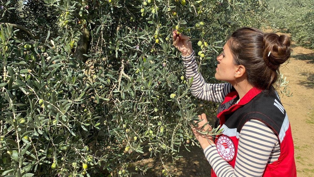 Salihli’de zeytin sineğine karşı acil uyarı
