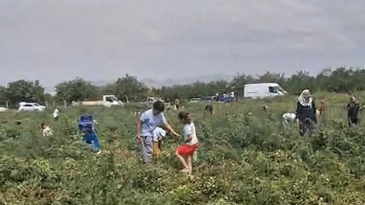 Domates Tarlada Kaldı, Üretici Ücretsiz Dağıttı