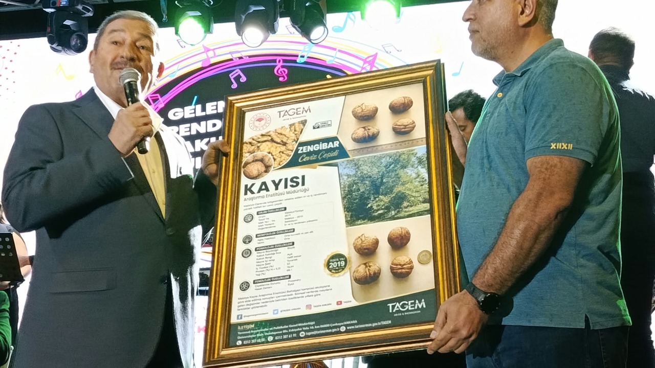 Darende’nin Tescilli Zengibar Cevizi Dünya Standartlarına Meydan Okuyor