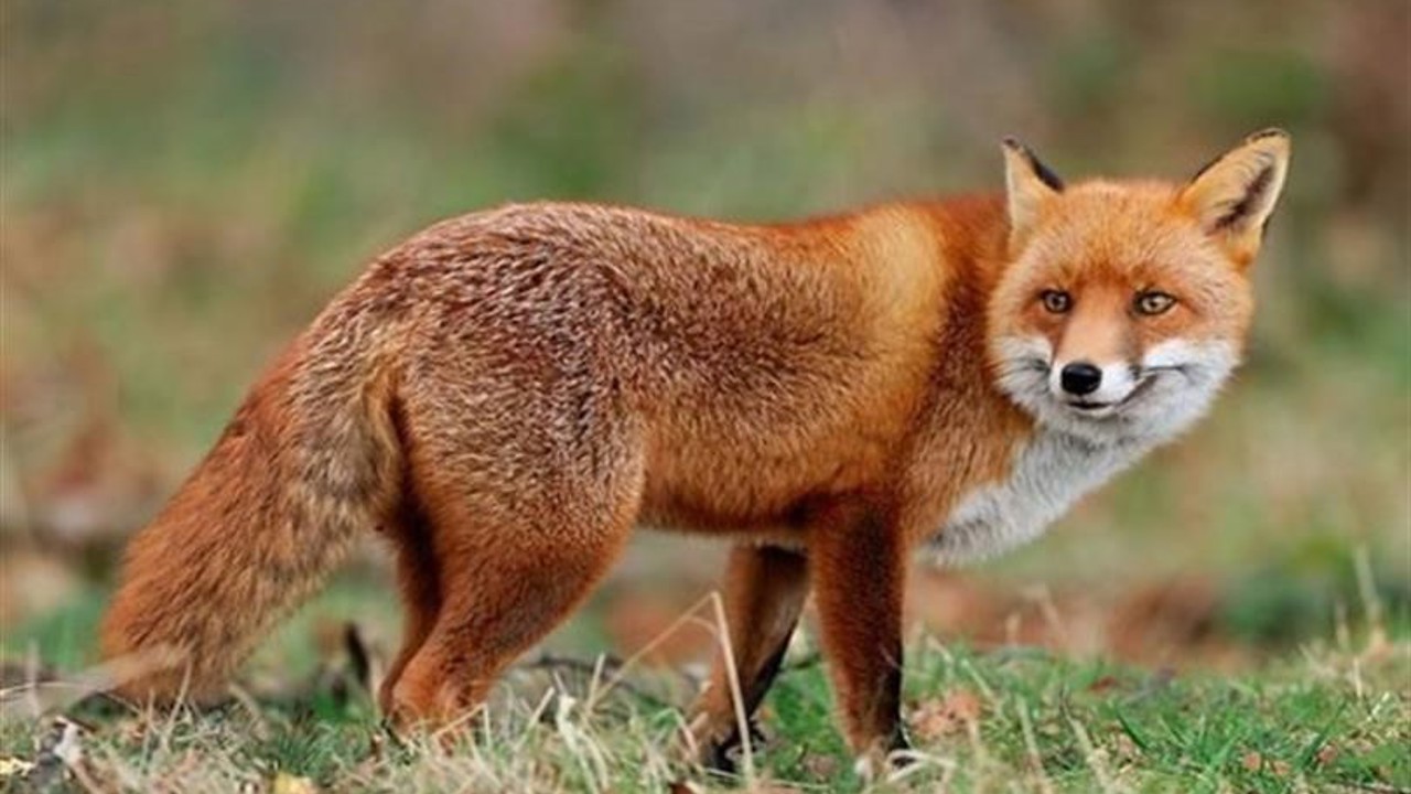 Malatya’da yaban hayvanları havadan aşılanacak
