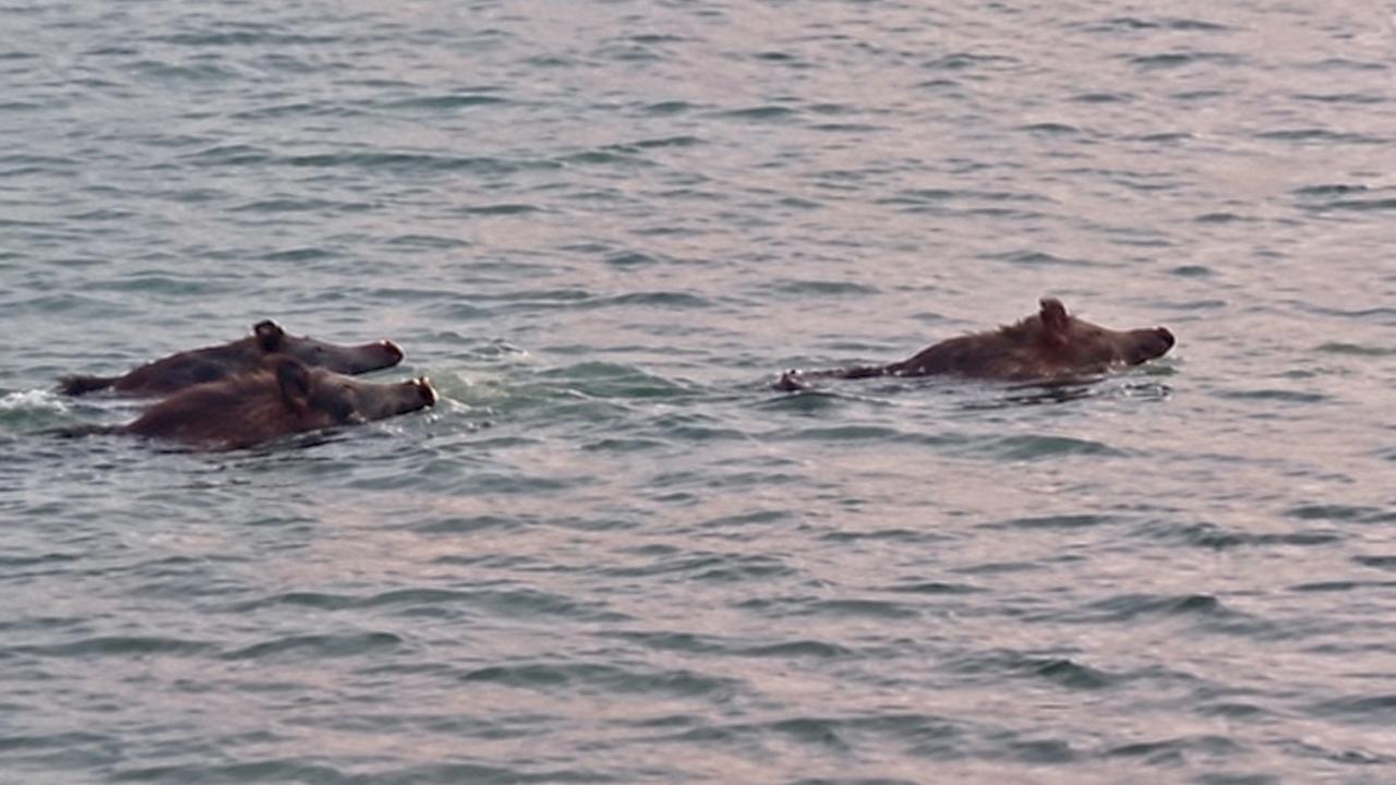 Karakaya Barajı’nda Yüzen Yaban Domuzları Kamerada