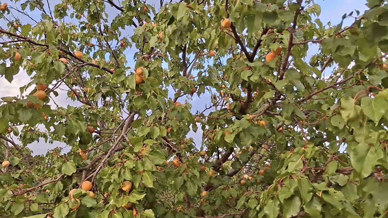 Eylül’ün Sonunda Dalından Taze Kayısı Toplanıyor