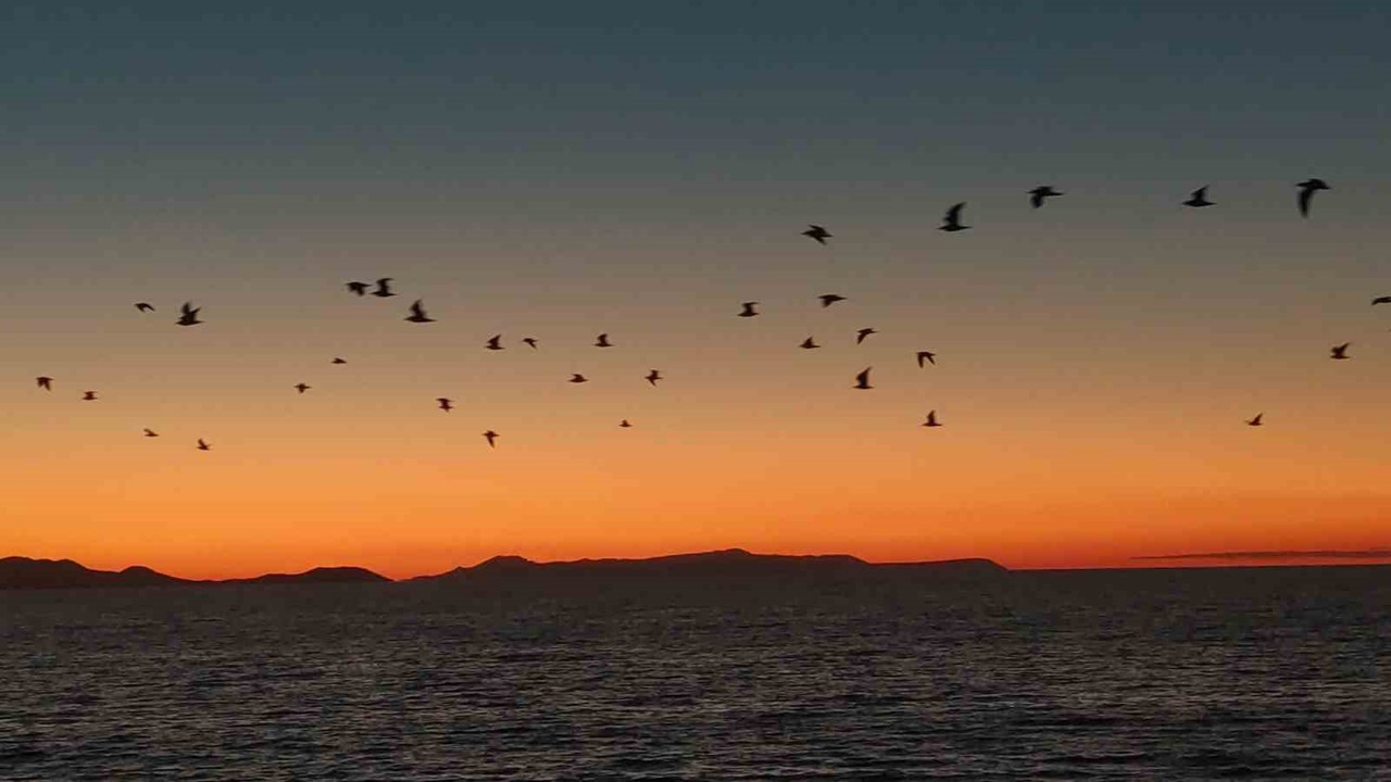 Van Gölü sahillerinde kuşların akşam göçü
