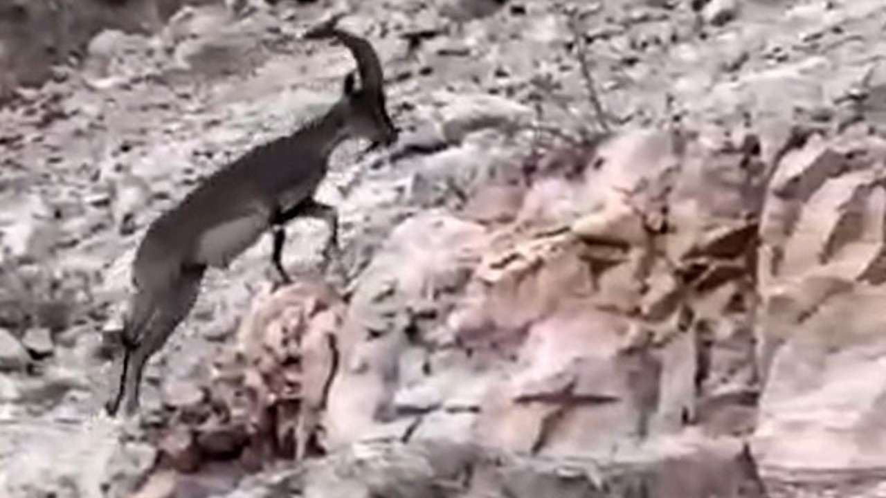Siirt’te nesli tükenme tehlikesi altındaki yabani dağ keçisi görüldü
