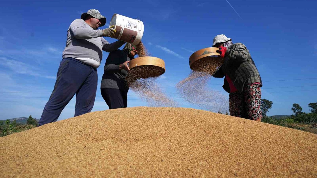 Altın susamda ‘Deli Mehmet’ bereketi
