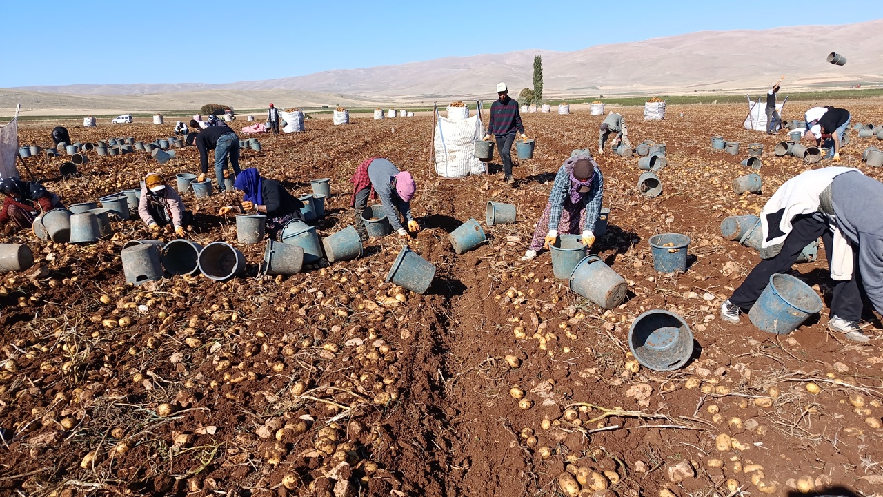 Darende’de Patates Bereketi: 20 Bin Ton Rekolte Bekleniyor