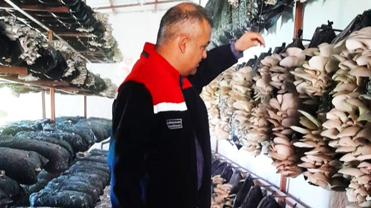 Malatya’da Mantar Üretim Tesisleri Mercek Altında: Hastalık ve Zararlıya Rastlanmadı