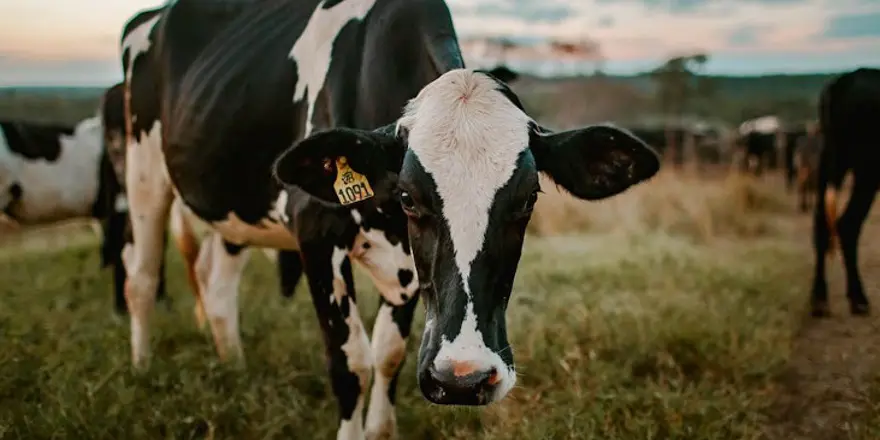 Süt Üretiminde Kalite Arttıkça Makineye Talep Artıyor