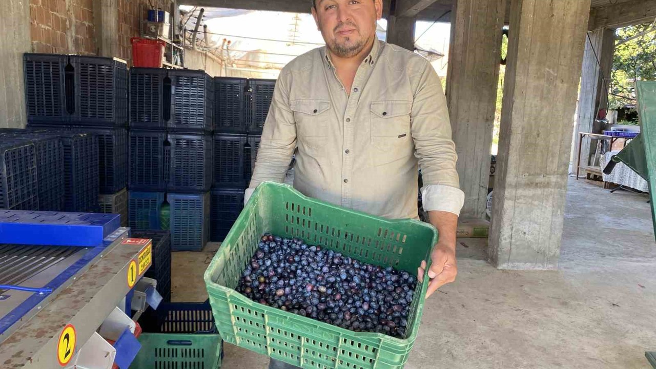 Alaşehir’de zeytinde rekolte düşük, kalite yüksek
