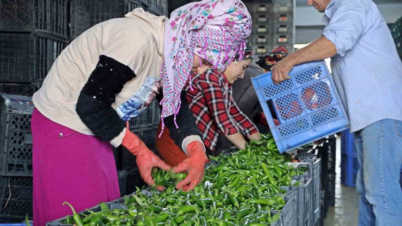 Antalya’da Eylül’de sebze miktarı yüzde 10 arttı
