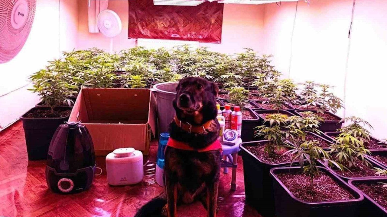 Seraya çevirdiği kiralık dairede kenevir yetiştiren şahıs yakalandı
