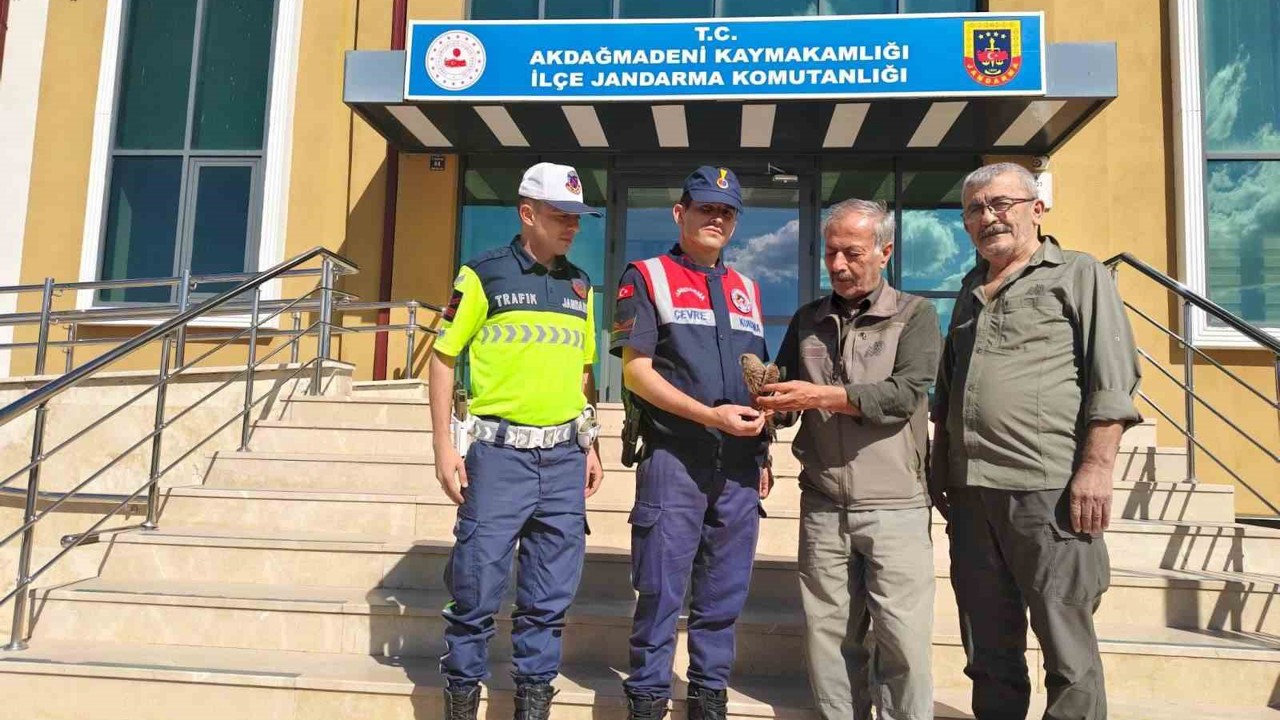 Yozgat’ta yaralı çakır kuşu bulundu

