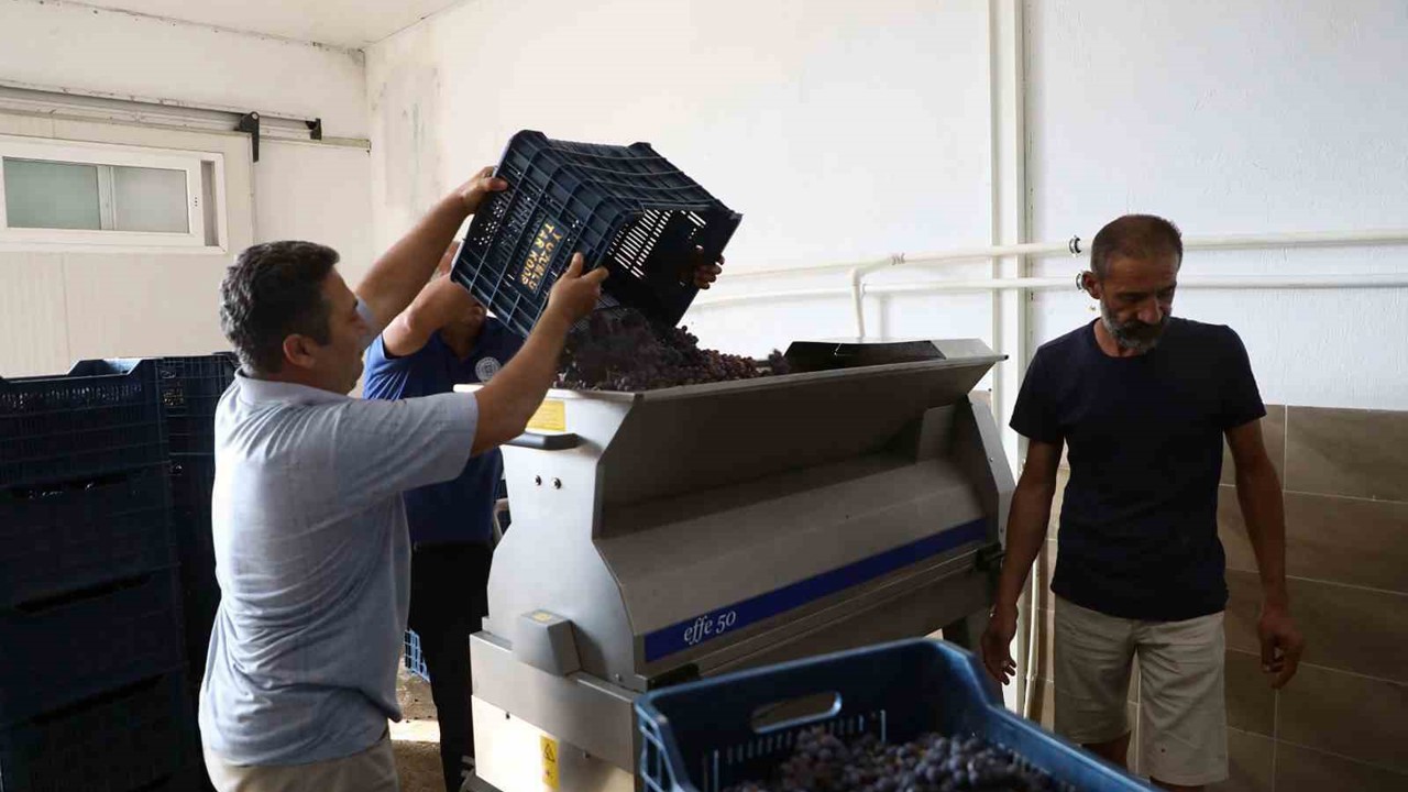 Muğla Büyükşehir’den bağcılığa modern dokunuş
