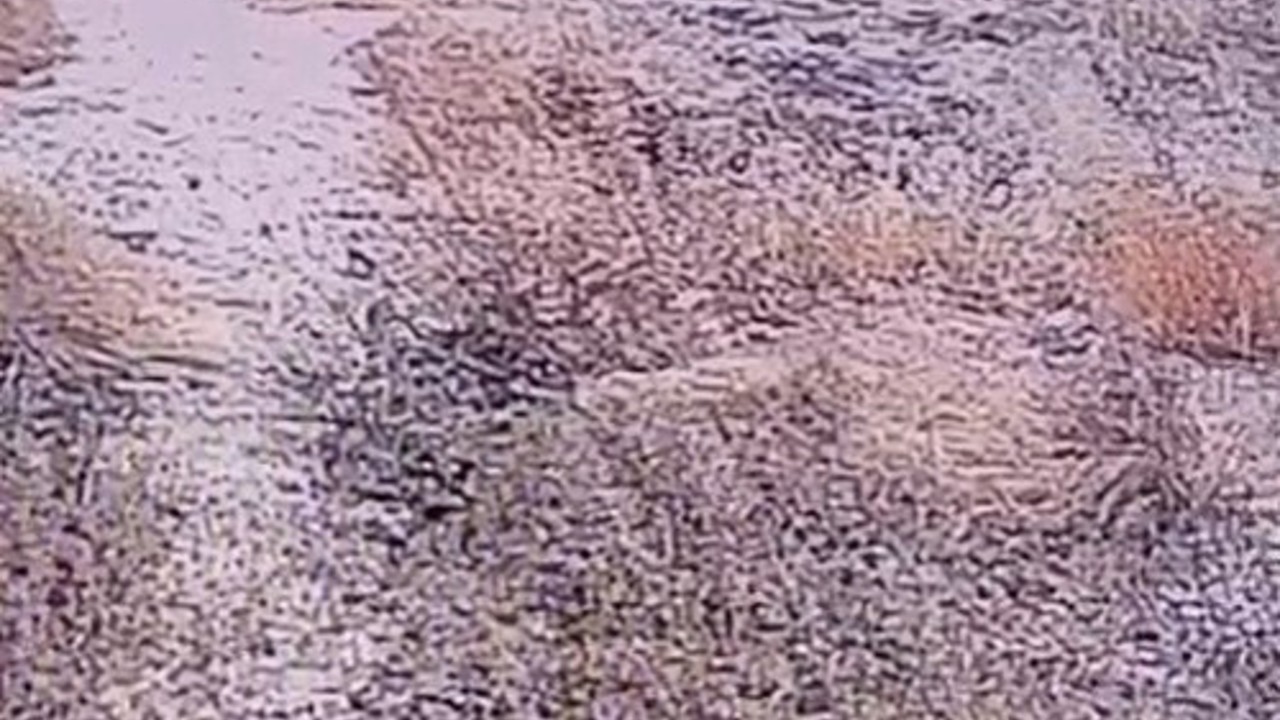 Şanlıurfa’da nesli tükenme tehlikesi altındaki çizgili sırtlan görüntülendi
