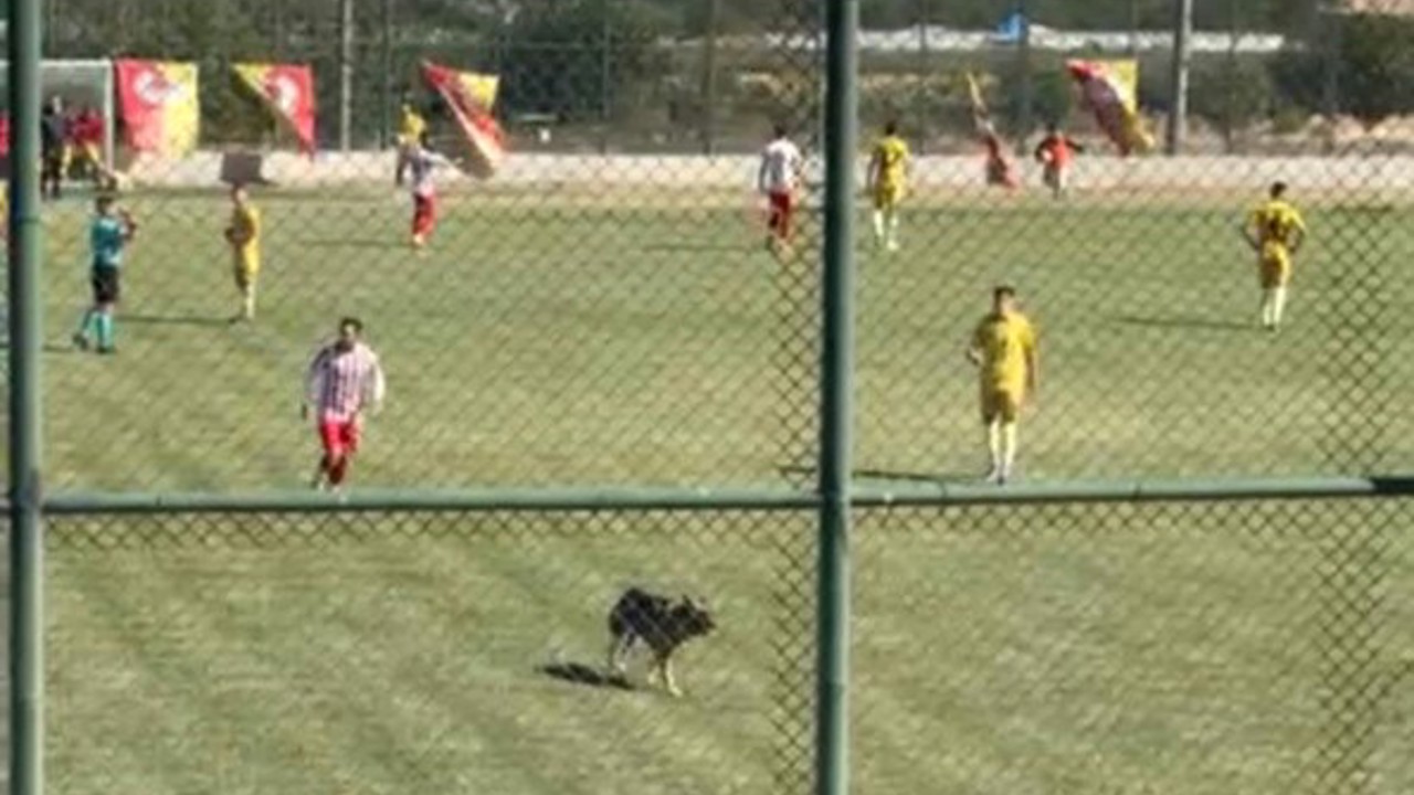 Isparta’da amatör maçta sahaya köpek girince oyun durdu
