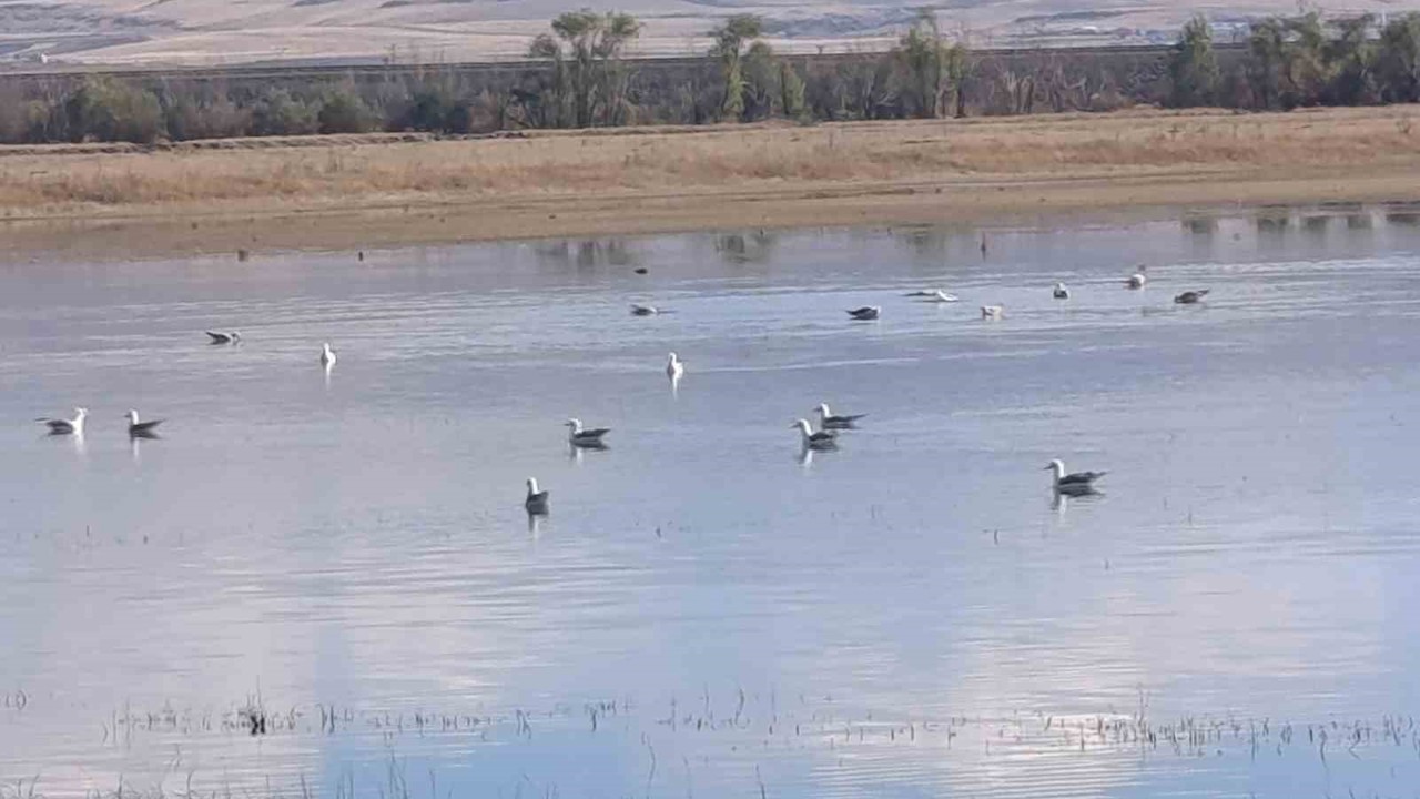 Kars’ta sulak alanlar yaban kuşlarını ağırlıyor
