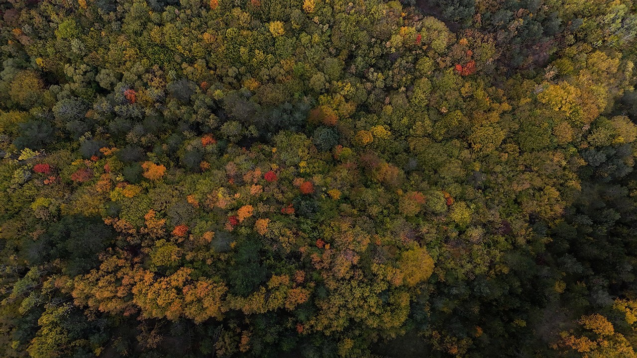 Bolu geçişinde ağaçlar sarı, turuncu ve kızıl tonlara büründü
