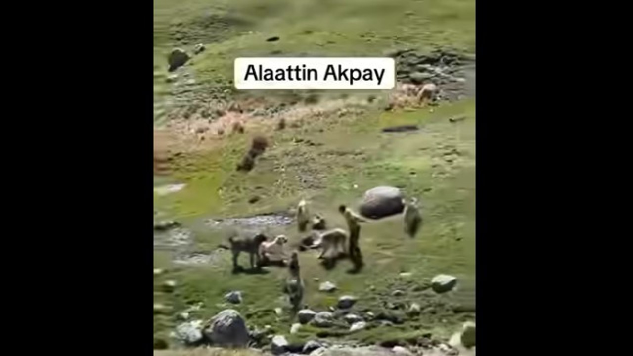 Sosyal Medyadaki Manipülasyona Dikkat: Köpek Saldırısı Videolarının Ardındaki Gerçek