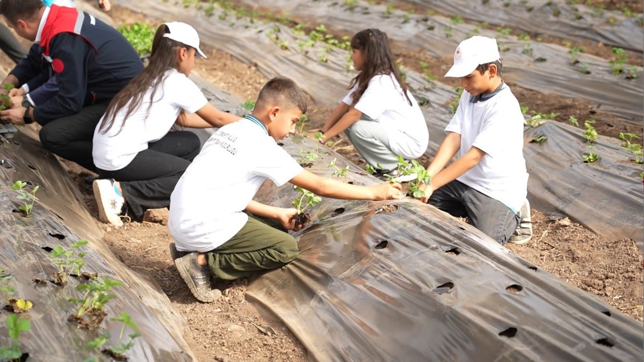 Osmaniye’de minik eller toprağa dokundu, çilek ekimi yaptı

