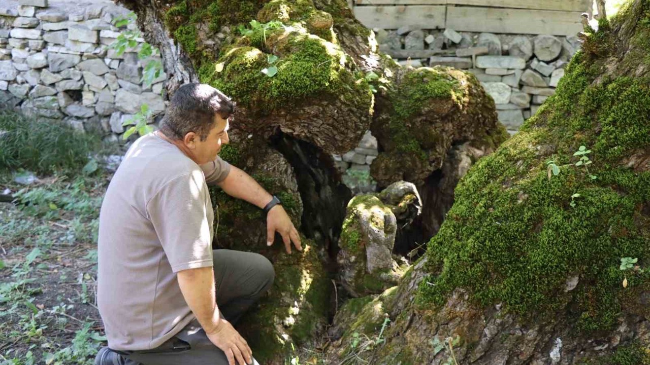 300 yıllık dut ağacında dikkat çeken detay
