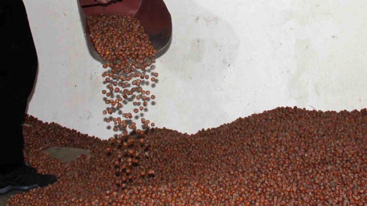 Fındıkta serbest piyasa düşüşte, Tarım Kredi en yüksek alımı yapıyor
