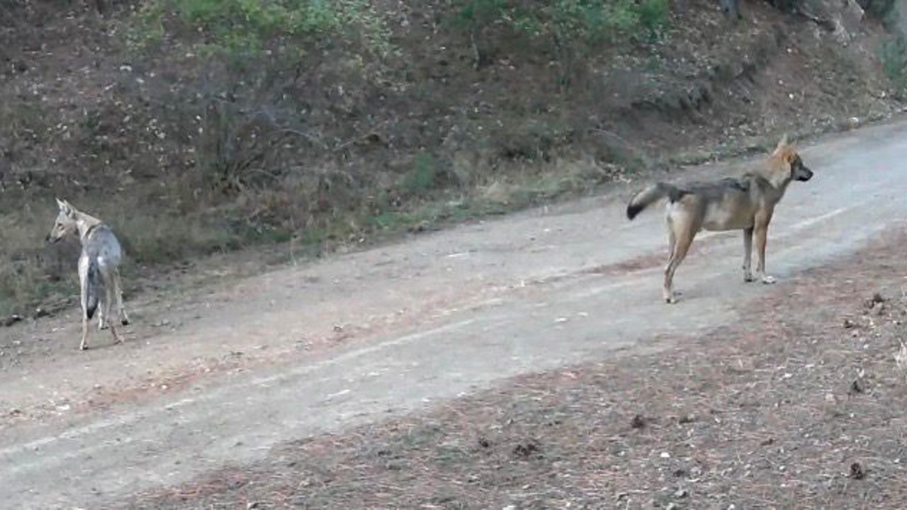 Ormanda yiyecek arayan kurtlar fotokapanda
