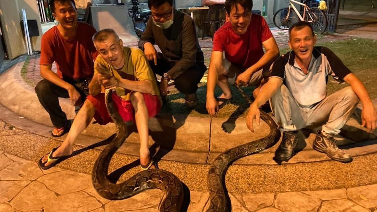 Bangkok’ta yılda 30 binden fazla yılan yakalanıyor
