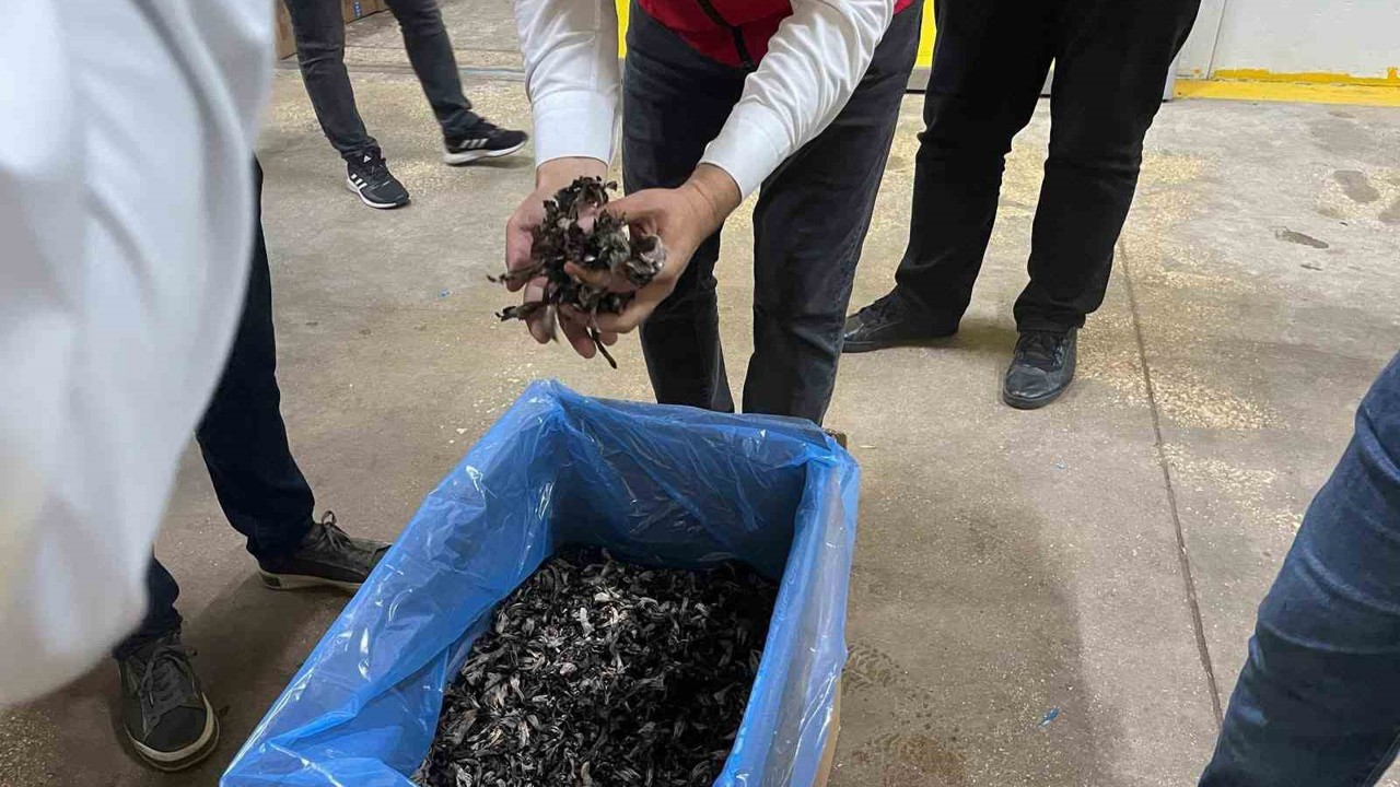 Saray ormanlarından trüf mantarı ihracatı

