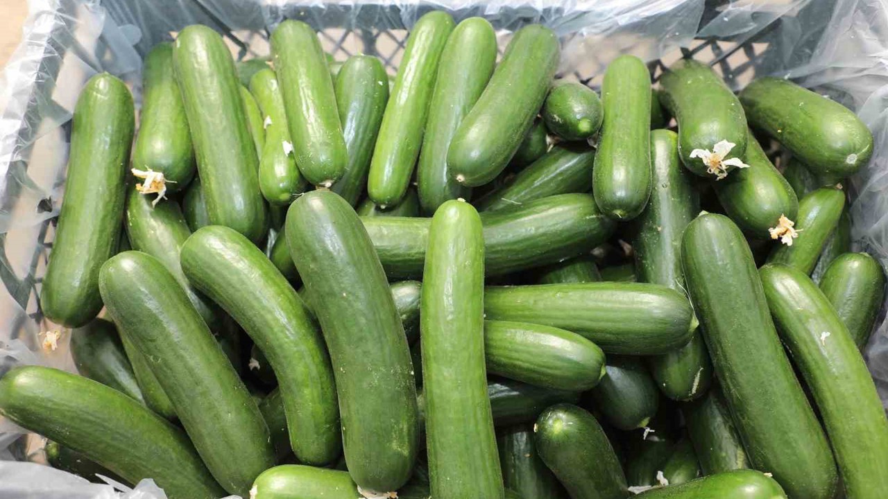 Elazığ’da 17 bin ton salatalık üretimiyle örtü altı sezonu başladı
