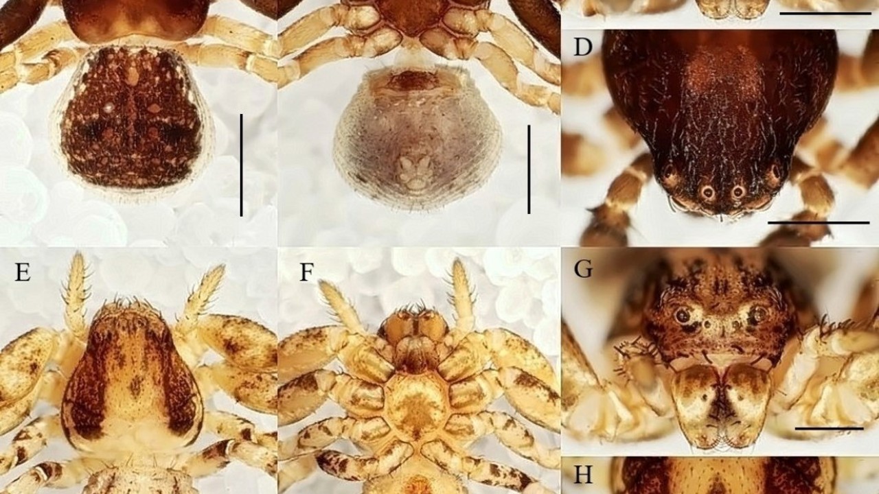 Manisa CBÜ’lü öğretim üyesinden 20 yeni tür keşfi
