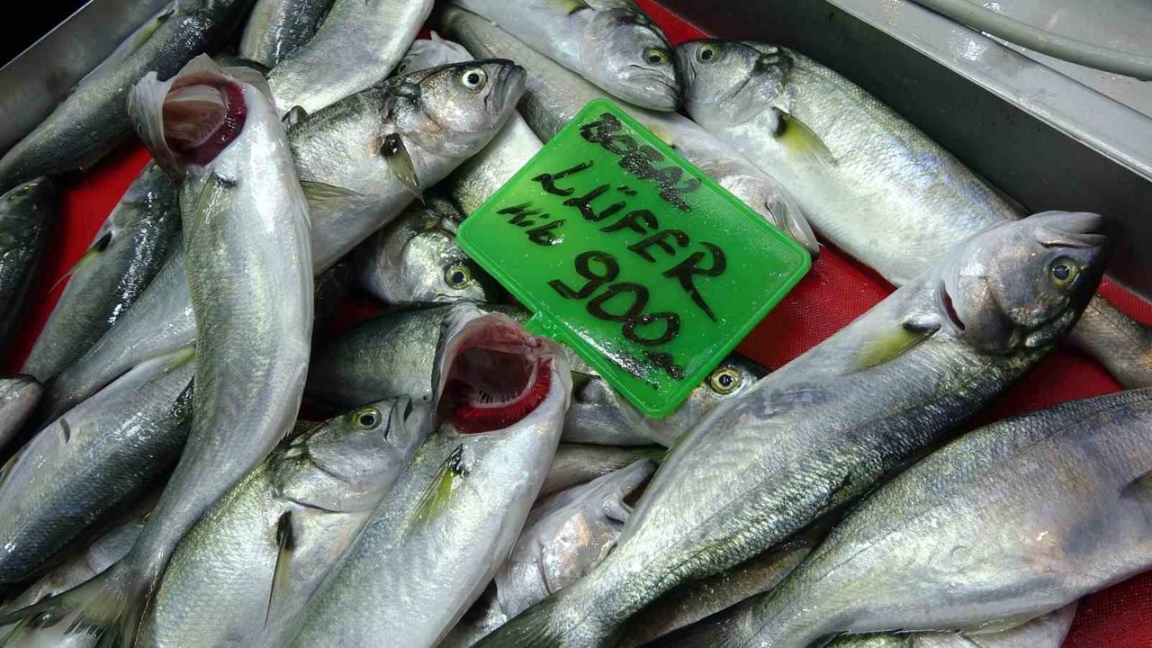 Denizlerin prensi ’lüfer’ 900 liradan tezgahta
