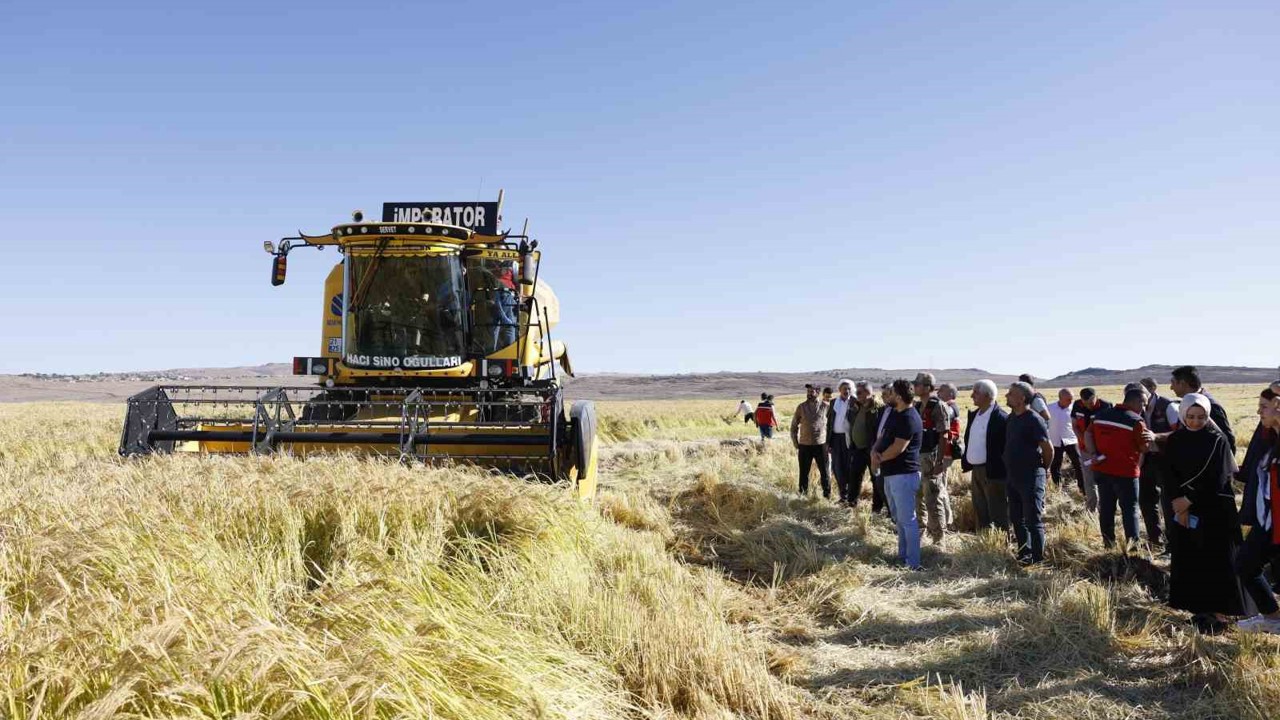 Coğrafi işaretli Karacadağ pirinci, bereketiyle toplandı
