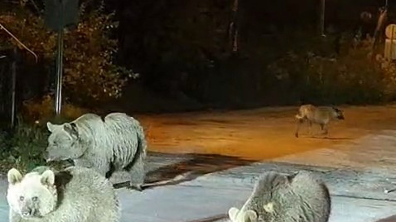 Dağcılar ayılarla burun buruna geldi
