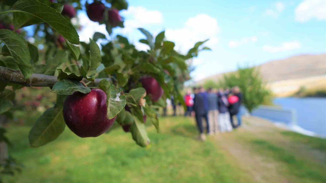 Muş’ta elma hasadından 100 milyon liralık gelir bekleniyor

