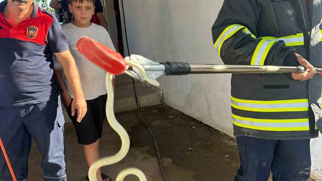 Hatay’da evlere giren 2 yılan yakalandı
