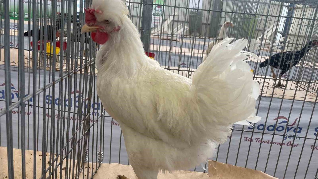 Karadeniz’in "Gugulli"si Balıkesir’de ilgi odağı oldu
