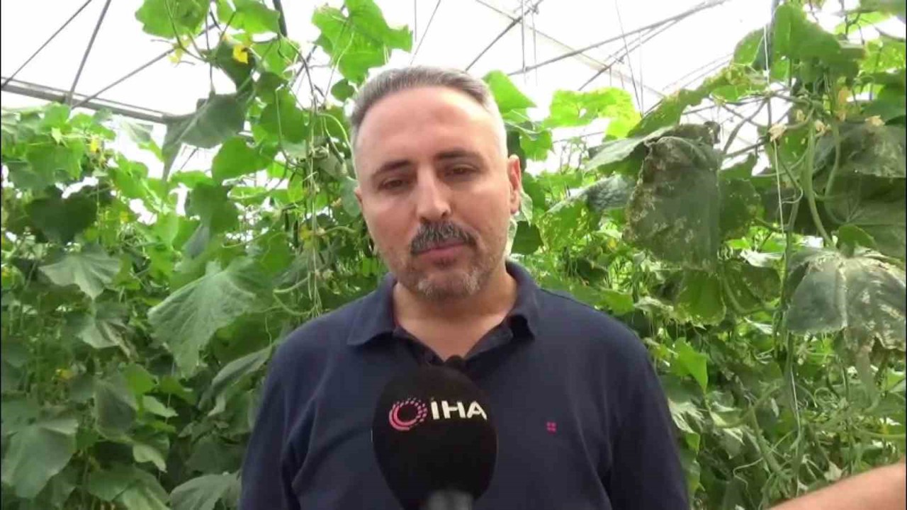 İlçesinde sera eksikliği gördü, 10 bin metrekarelik alana salatalık serası kurdu
