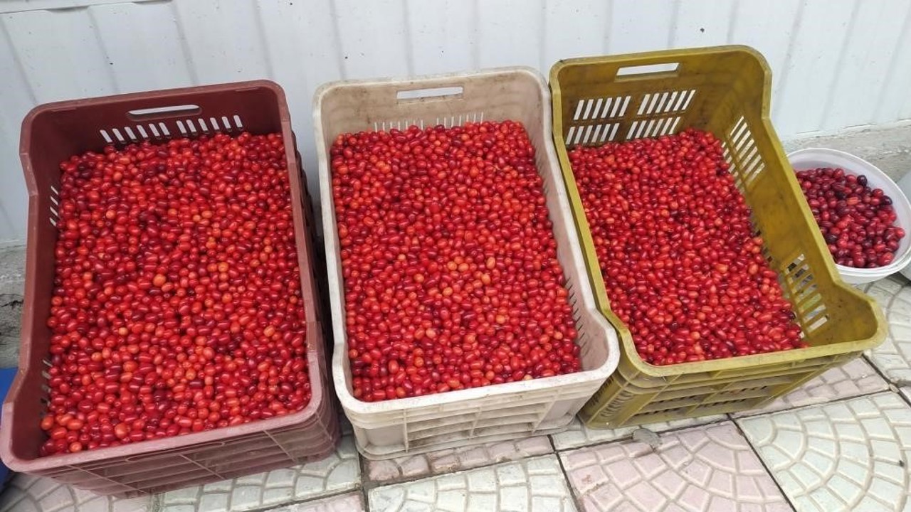 Vitamin deposu kızılcık tezgahlarda yerini aldı
