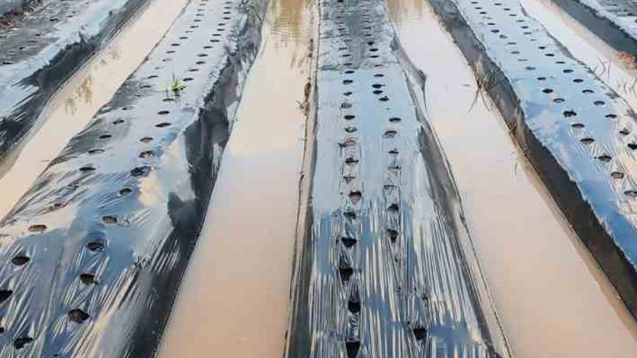 Sultanhisar’da sağanak çilek tarlalarını vurdu
