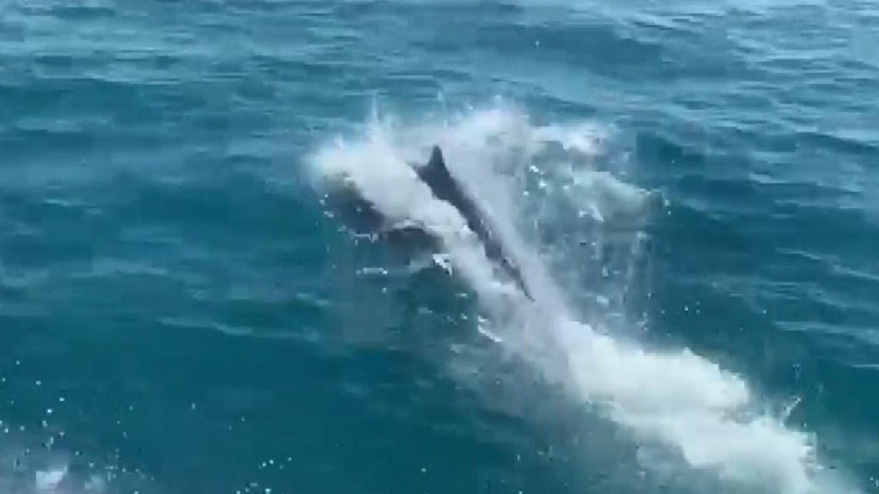 Deniz polisinin devriyesine ’Yunuslar’eşlik etti
