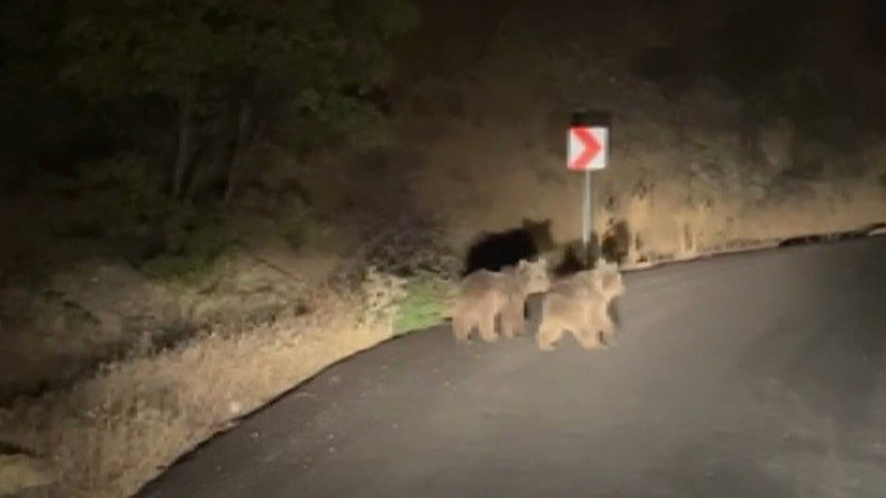 Yola inen iki yavru ayı görüntülendi

