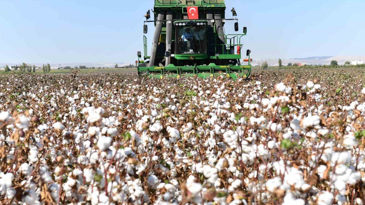 Şanlıurfa’da pamuk koruma altında
