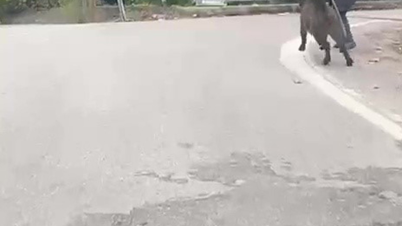 Yaşlı adam, üzerine koşan domuzdan son anda kurtuldu
