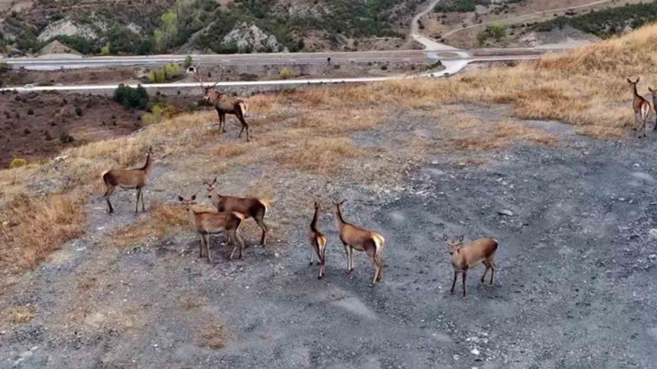 Kastamonu’nda kızıl geyikler kameralara yansıdı
