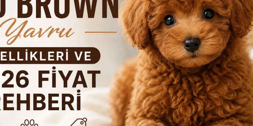 Toy Poodle Red Brown Yavru Özellikleri ve 2026 Fiyat Rehberi
