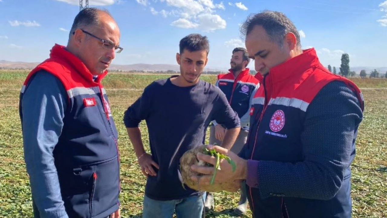 Bayburt’ta şeker pancarı sökümü başladı
